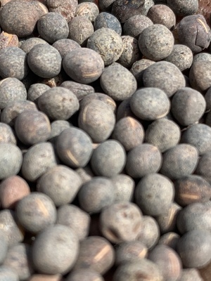 Vetch - high yielding