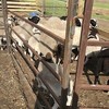 31 Ewes / lambs (Dorper & Australian White)