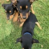 Pure Bred Kelpie Pups