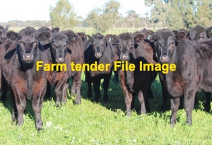 WANTED Cattle 