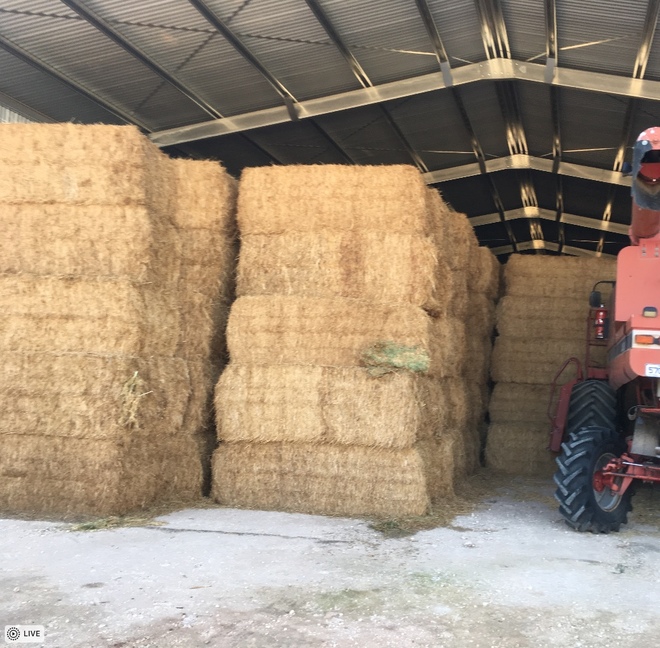 120mt Vetch Hay 600kg 8x4x3 Bales