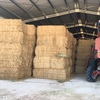 120mt Vetch Hay 600kg 8x4x3 Bales