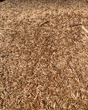 25/mt of Feed Oats 