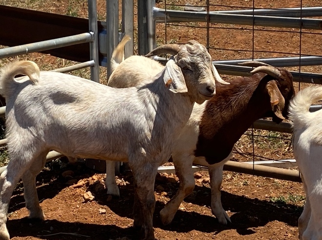 Savannah and Savannah x Boer Billies