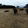 5 x Riverine Water Buffalo Cows. Updated photo