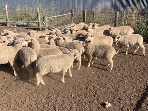 45 1st X Ewe Lambs