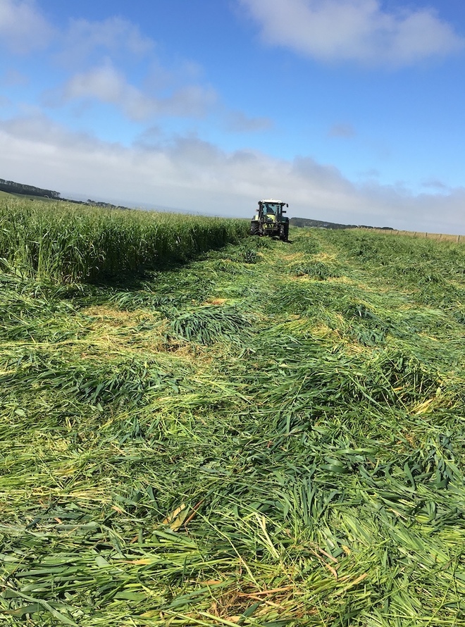 320 x Silage 600kg Round Bales