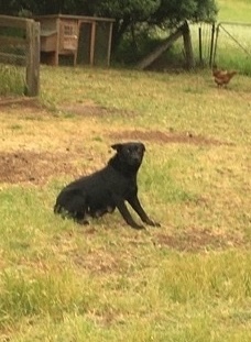 Female working kelpie