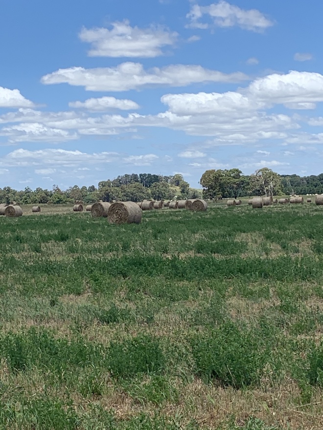 Rye/Clover  Rolls