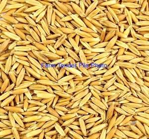 80t Wintaroo oat seed