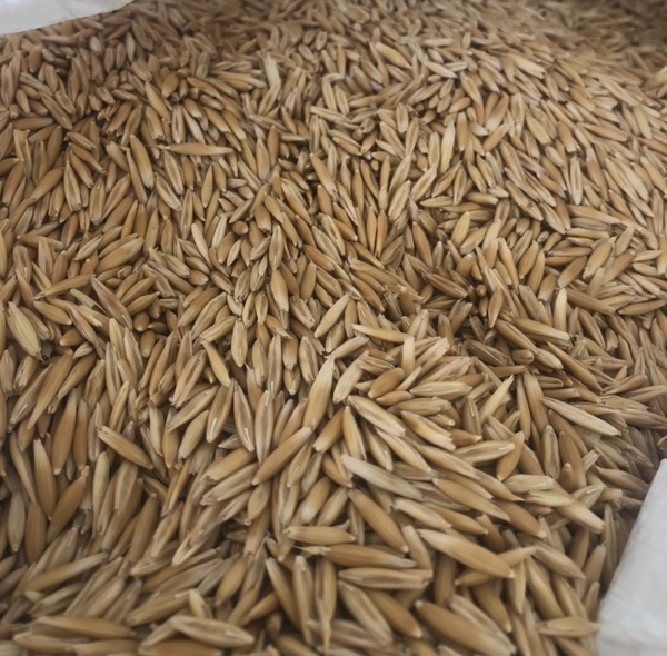 Seed Oats Graded into Bulka Bags
