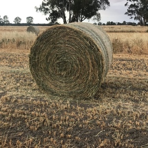 Wheaten Hay with 15% Lucerne 5x4 Rounds feed test available