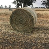 Wheaten Hay with 15% Lucerne 5x4 Rounds feed test available