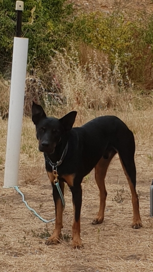 Started working kelpie