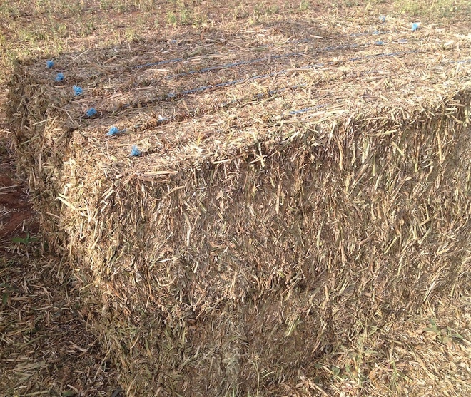Canola Hay Protein 17.7 85mt Conditioned & Chopped