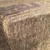 Canola Hay Protein 17.7 85mt Conditioned & Chopped