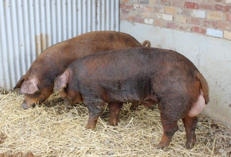 6 Duroc or Berkshire (preferred) Weaned Piglets wanted