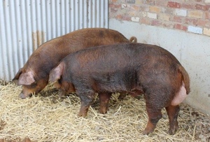 6 Duroc or Berkshire (preferred) Weaned Piglets wanted