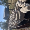 170 Composite Ewes Joined to Poll Dorset Ram 