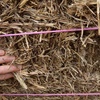 Barley & Wheat Straw for Mulch/Bedding