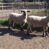 Hampshire Down Flock Rams