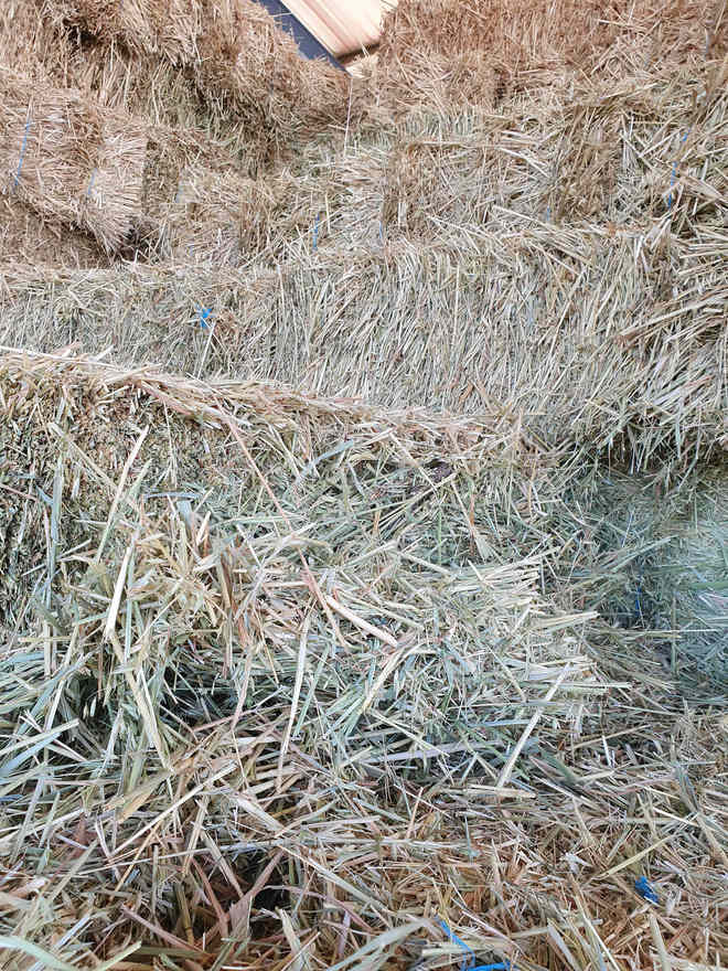 Oaten Hay Small Square Bales