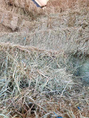 Oaten Hay Small Square Bales
