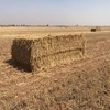 150mt Wheaten Hay 650kg 8x4x3 Bales