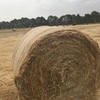 Pasture Hay Rolls 200 Rounds