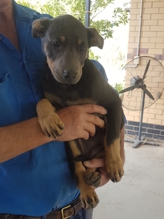 One Male Blue Kelpie Pup