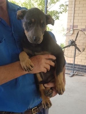 One Male Blue Kelpie Pup