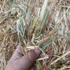 Oaten Hay 600kg 8x4x3 Bales