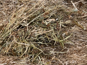 Clover Rye Hay 8x4x3 Shedded Bales