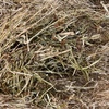 Clover Rye Hay 8x4x3 Shedded Bales