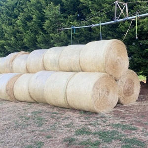 Good Rye Grass Rolls For Sale