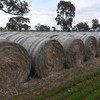 180mt Wheaten Hay 5x4 Rolls