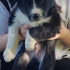 Purebred Border Collie Puppies 