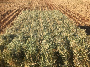 300 m/t New Season Wheaten Hay Available Now