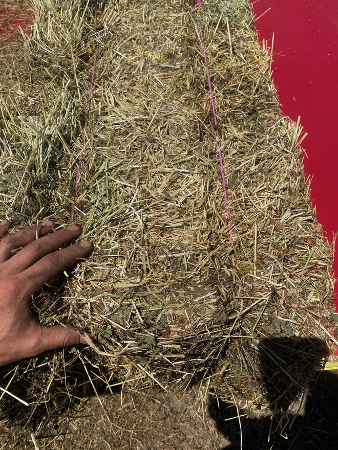 Rye/ Clover Small Squares