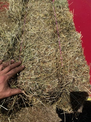 Rye/ Clover Small Squares