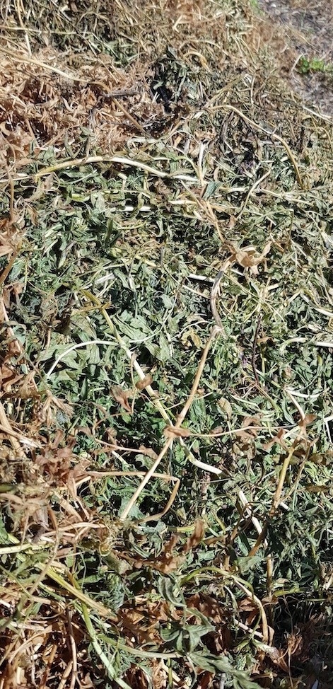 45mt Vetch Hay 730kg 8x4x3 Bales