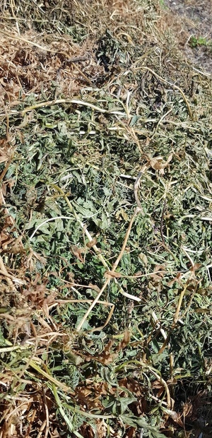 45mt Vetch Hay 730kg 8x4x3 Bales