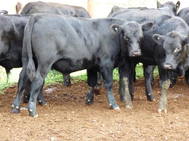 44 angus steers EU accredited
