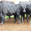 44 angus steers EU accredited