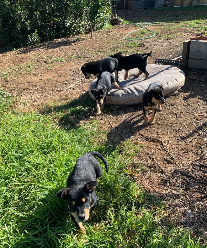 Pure Bred Kelpie Pups