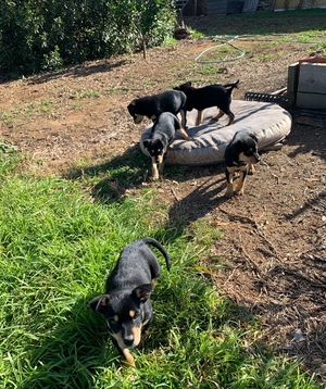 Pure Bred Kelpie Pups