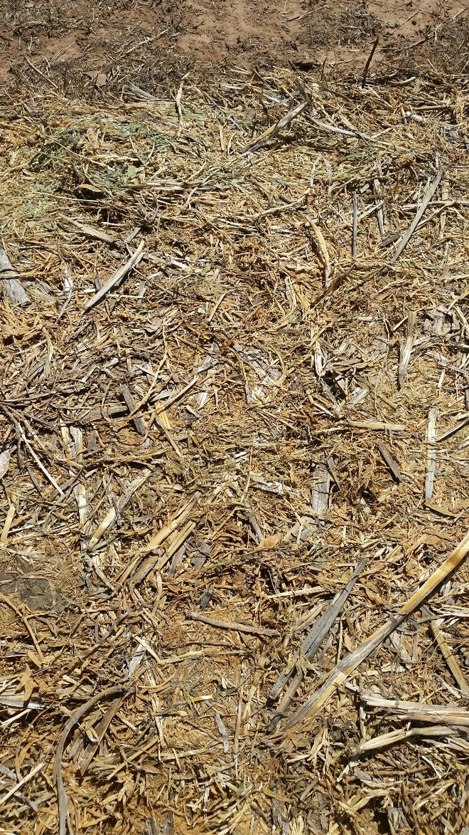 50 mt Vetch Hay 5 x 4 bales