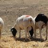 PUREBRED DORPER RAMS 