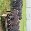 Weaned Steers and Heifers 