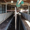 Dairy complete herringbone swing over, cups, pumps, feed system, vats, compressors, coolers, cup wash system etc